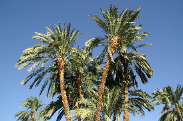 2007_egypttrip018